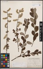 Foto von Salix cinerea L.